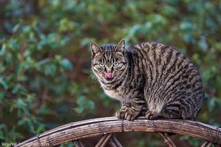 梦见猫是什么预兆男性