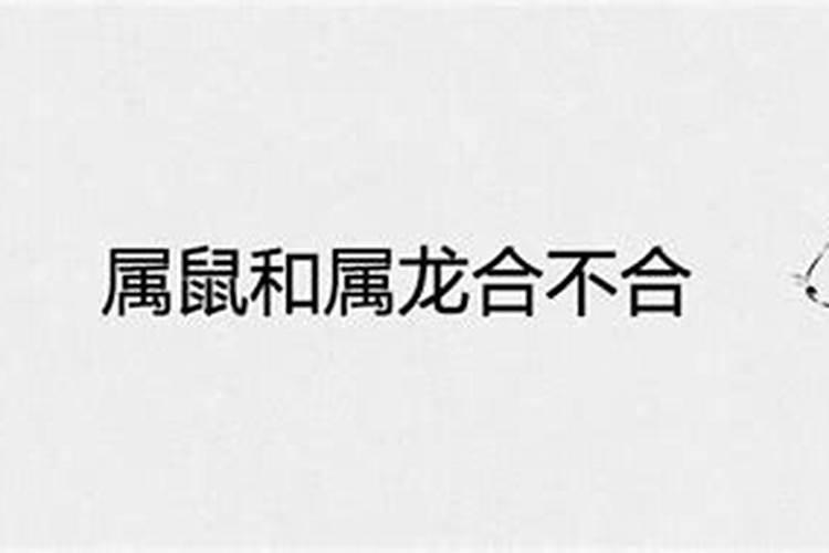 属鼠和属龙的八字合不合