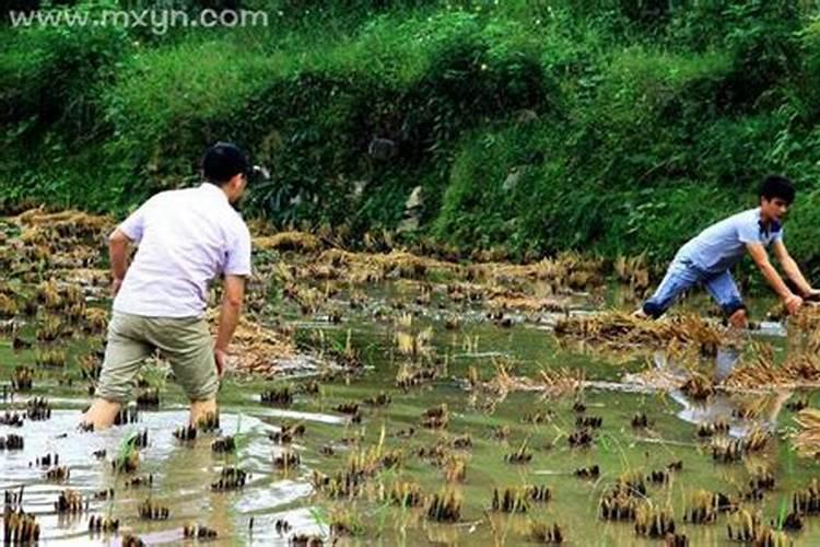 梦见在水里抓到好几条活鱼