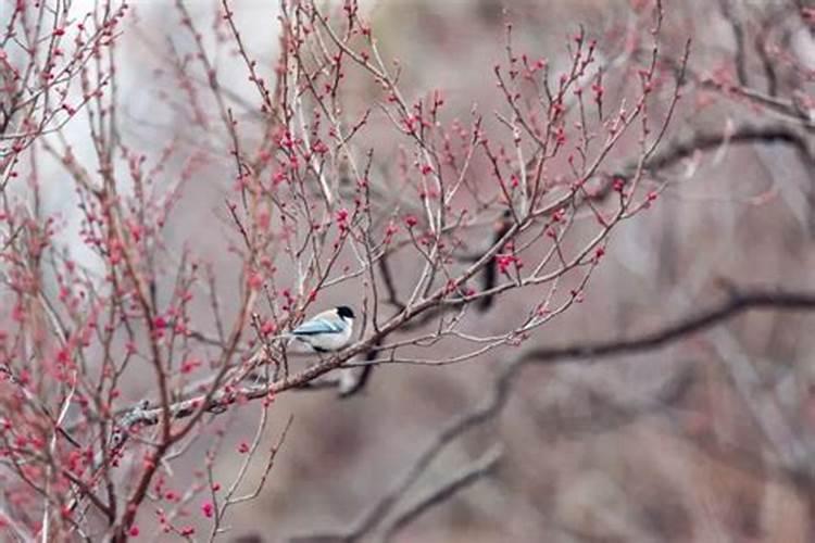 93年属鸡2月是什么命