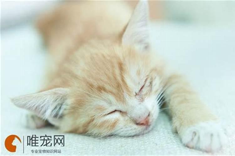 七月十五猫一直叫是怎么回事儿