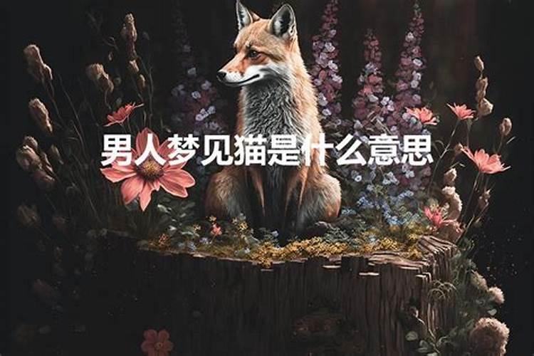 梦见猫是啥意思啊