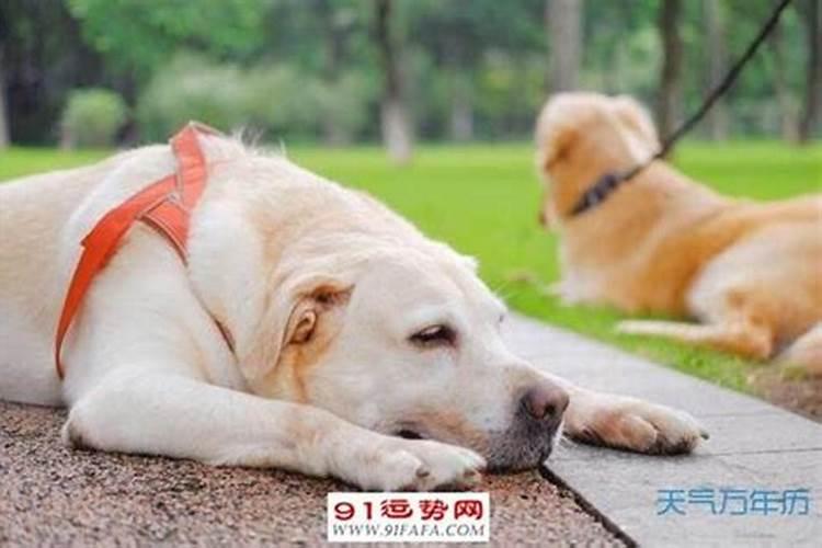 属猪的感情运势2023年运程怎么样呀