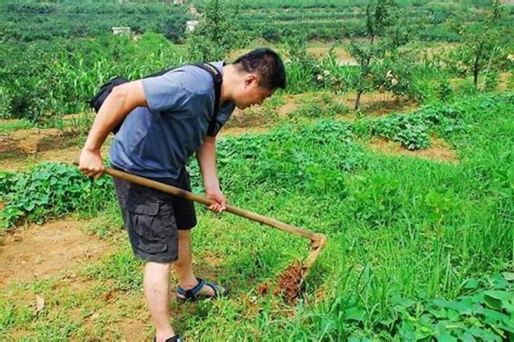 梦见别人种庄稼种了一大片是什么意思