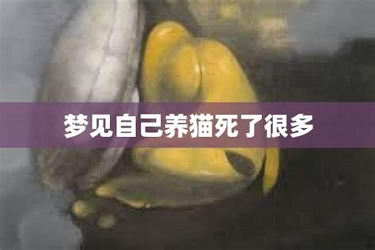 梦见猫死周公解梦原文