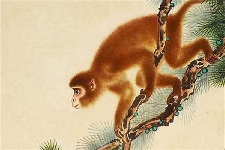 1980年属猴的是什么命人
