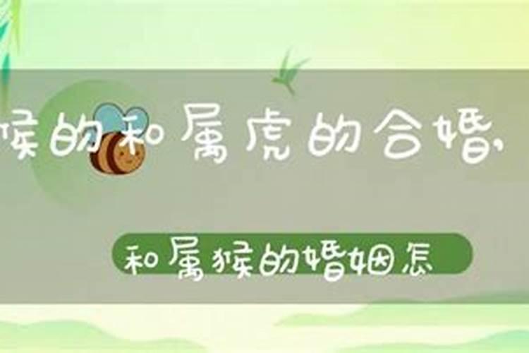 属虎和属猴的八字不合适