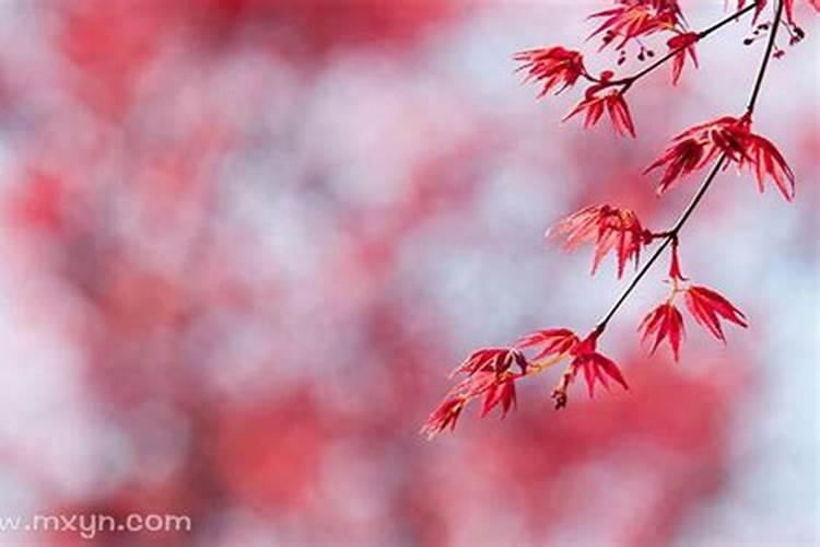 九月九日重阳节的来历传说和传说