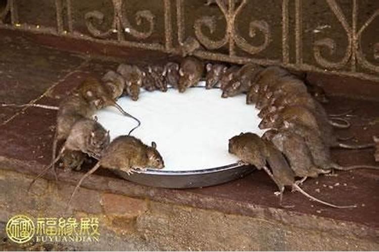 老鼠进家里是什么预兆