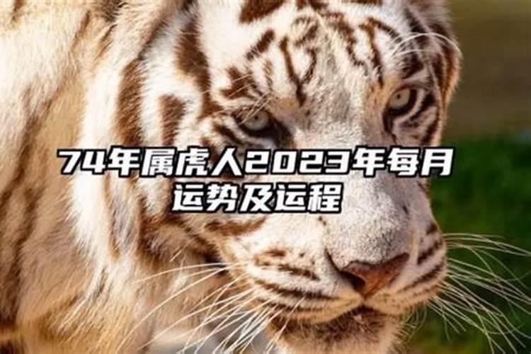 虎男2023年的运势如何