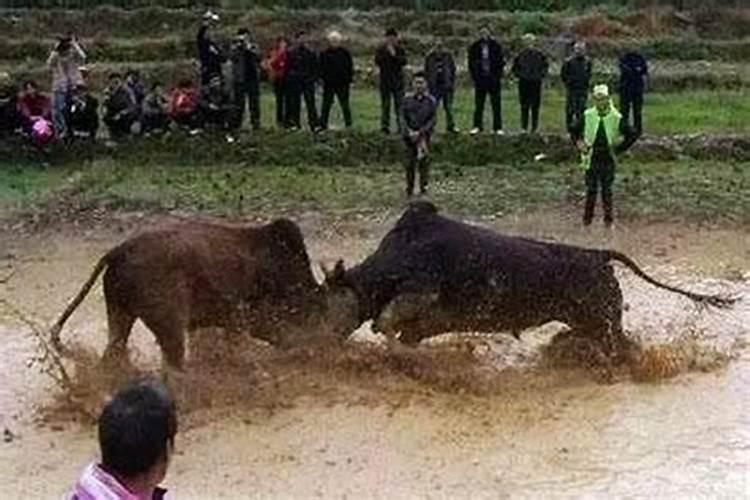 梦见两头牛狂奔是什么意思