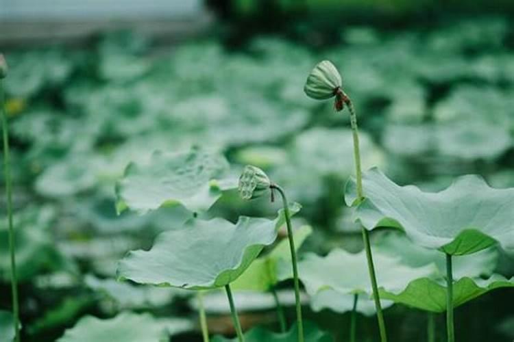 端午节在夏至后好不好