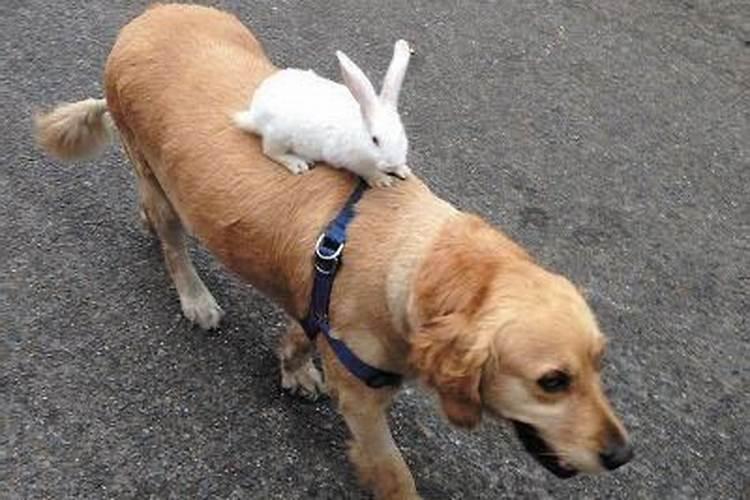 狗和兔在一起有财运吗