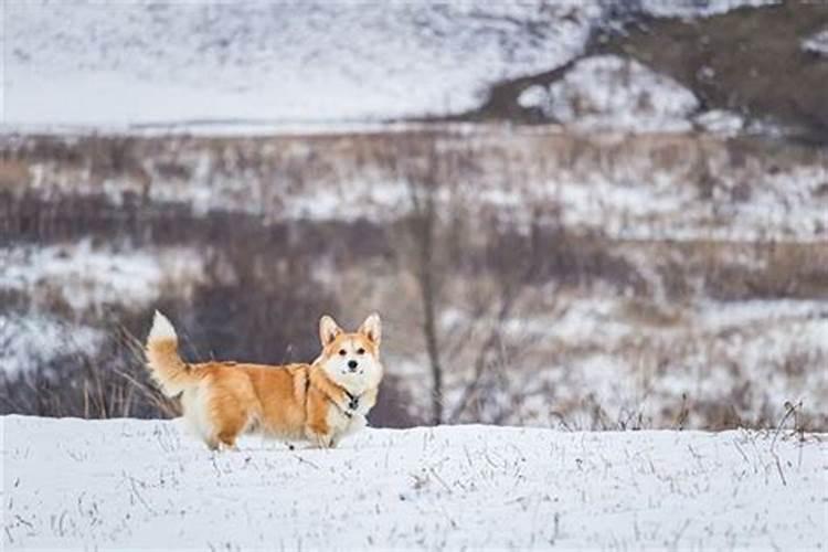 2022年属狗的犯太岁吗?