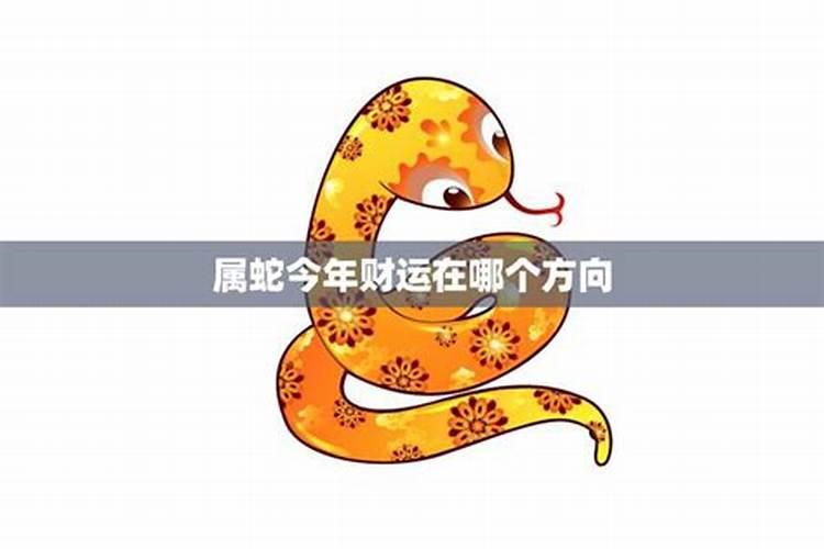 属蛇的今年月运势如何