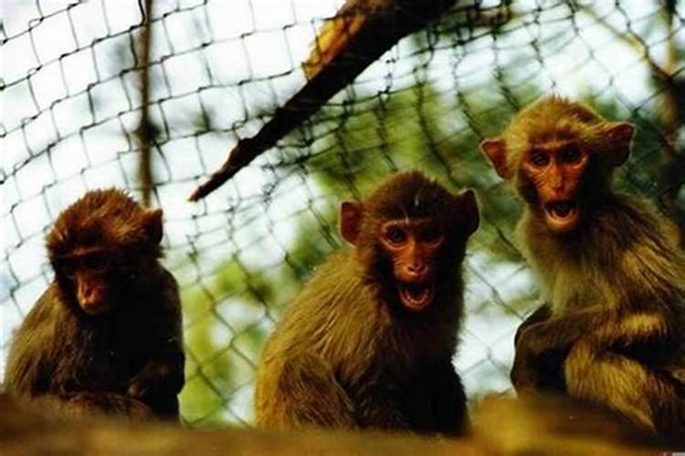 1968年7月属猴人是什么命人呢