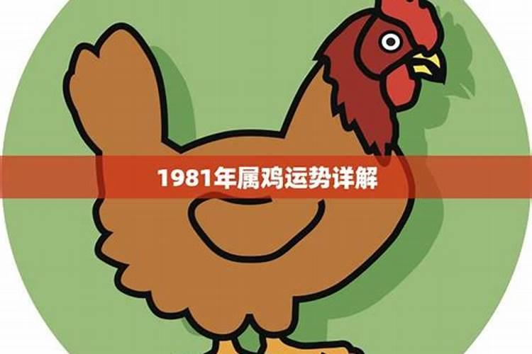 1981年出生的鸡的运势