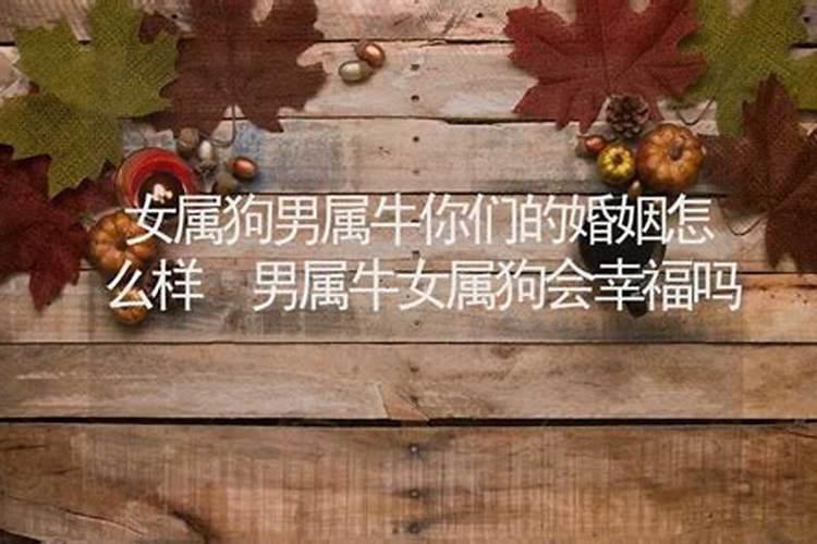 请问女属狗男属牛八字合不合婚姻