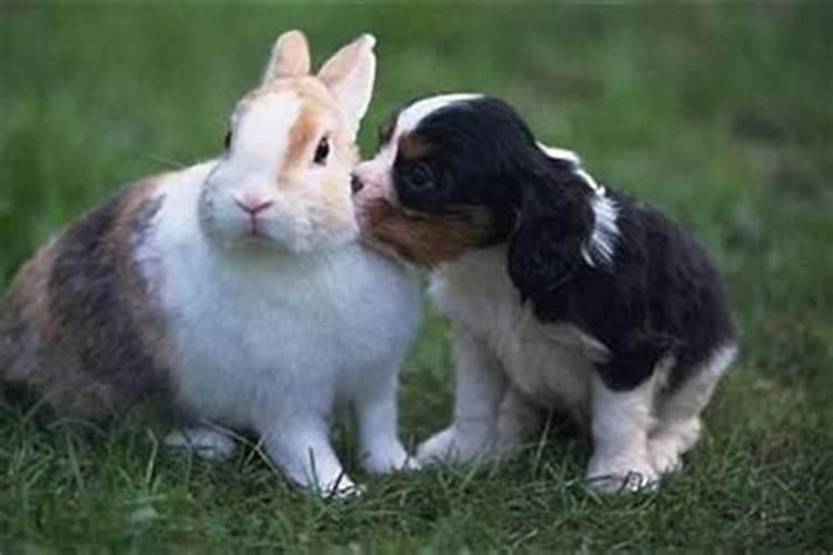 狗和兔的婚配好吗