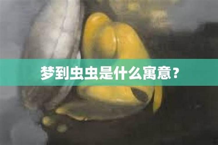 梦到很多虫子是什么寓意