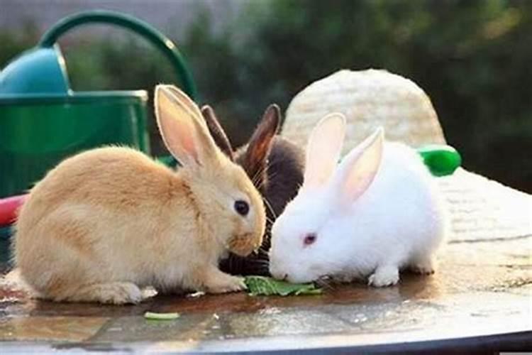 立春出生的兔子