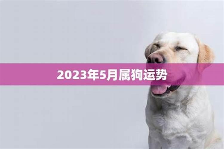 2023年出生狗运势如何