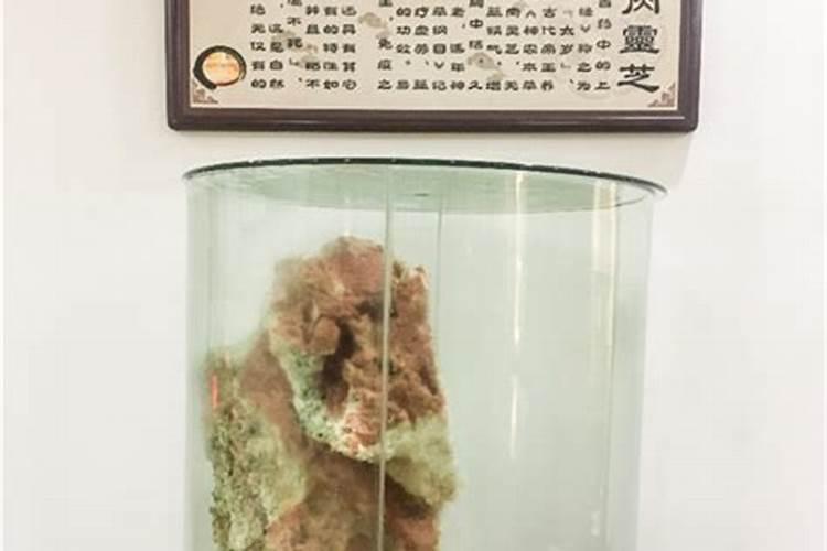 长绿毛的太岁水能食用吗