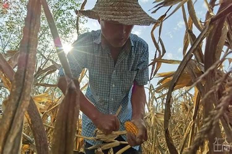 梦见我搬玉米好不好