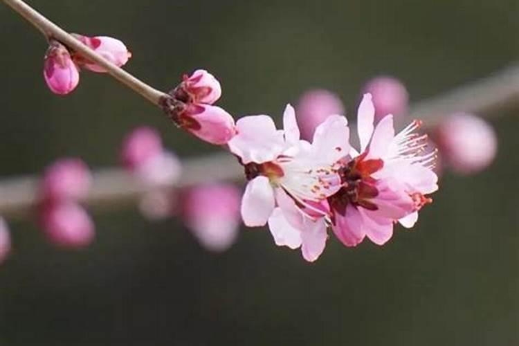 怎样避开桃花运