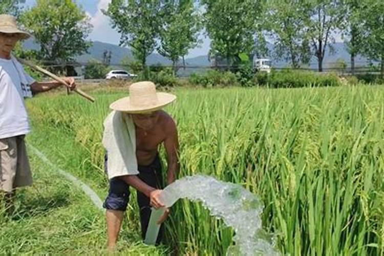 属鸡和属羊生什么宝宝