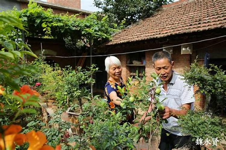 梦见邻居来我家里把种花弄到了