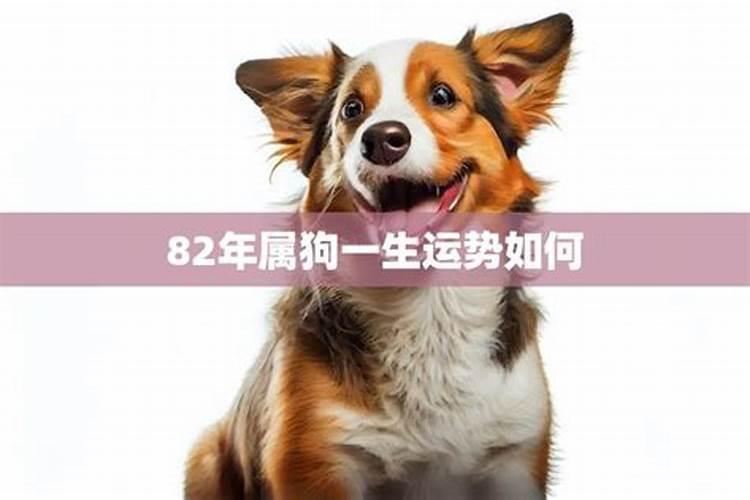 属猪2024阴历七月运势如何