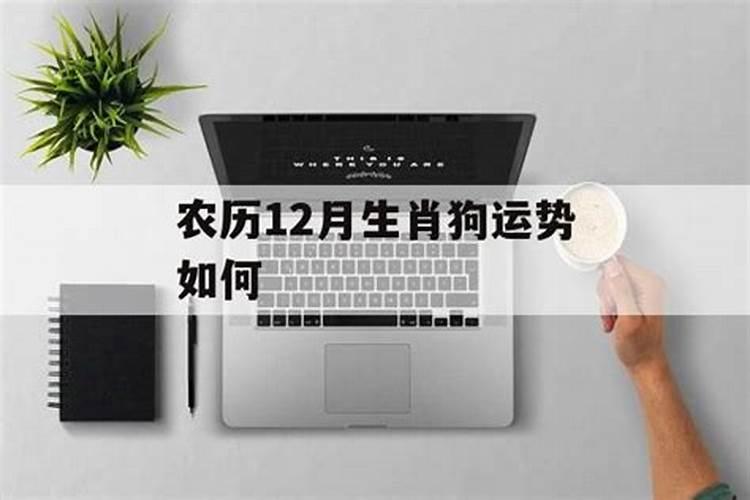 农历12月的狗命运如何