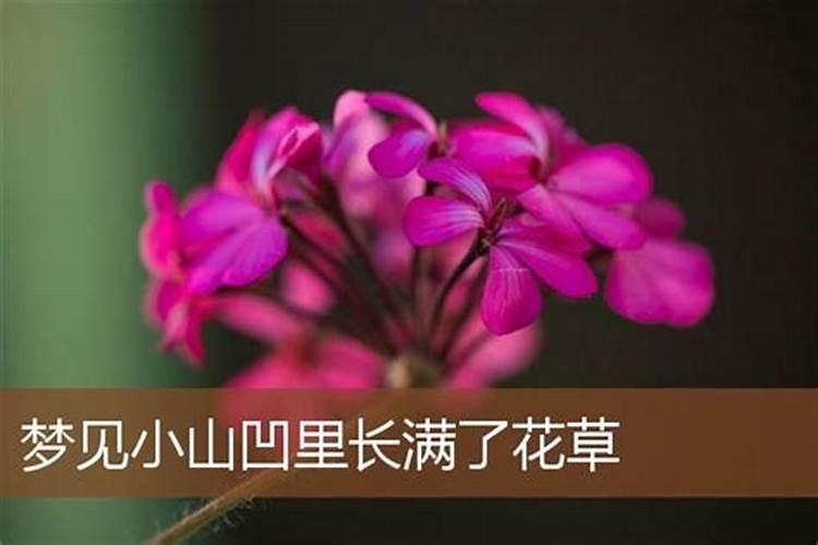 梦见看花草是什么意思