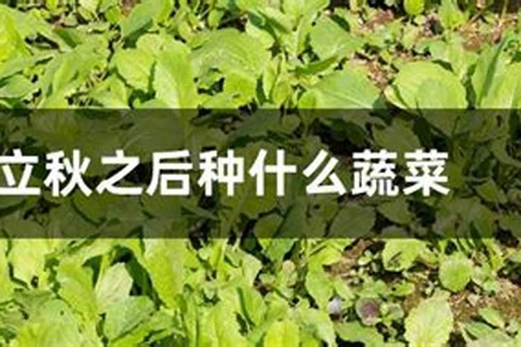 立秋后种菜注意什么