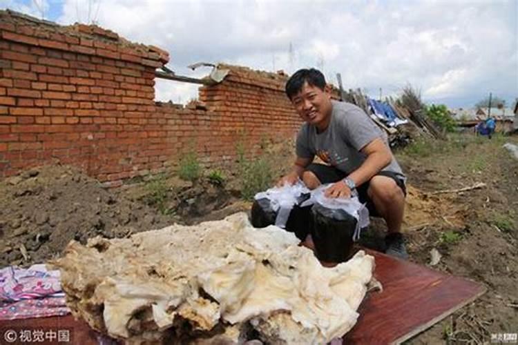 为什么挖到太岁会死人的东西