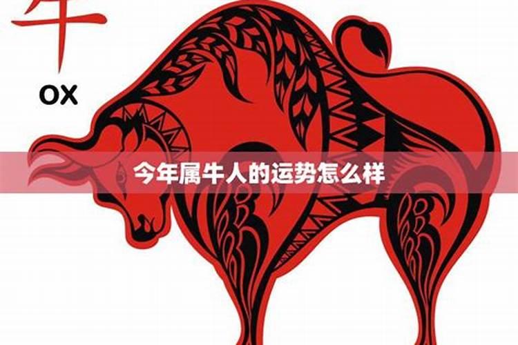 属牛的男命运今年是什么运程