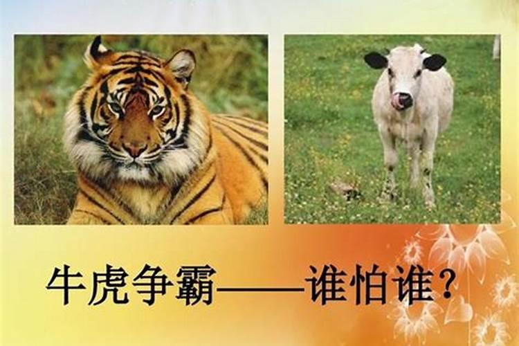 兔和猴子生肖合不合