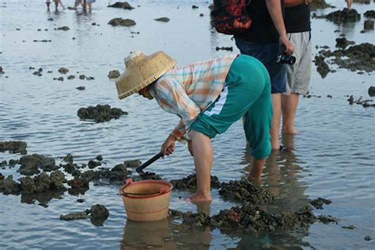 梦见退潮捡海鲜