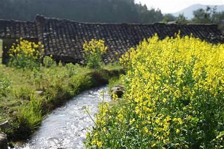 清明节哪里油菜花多