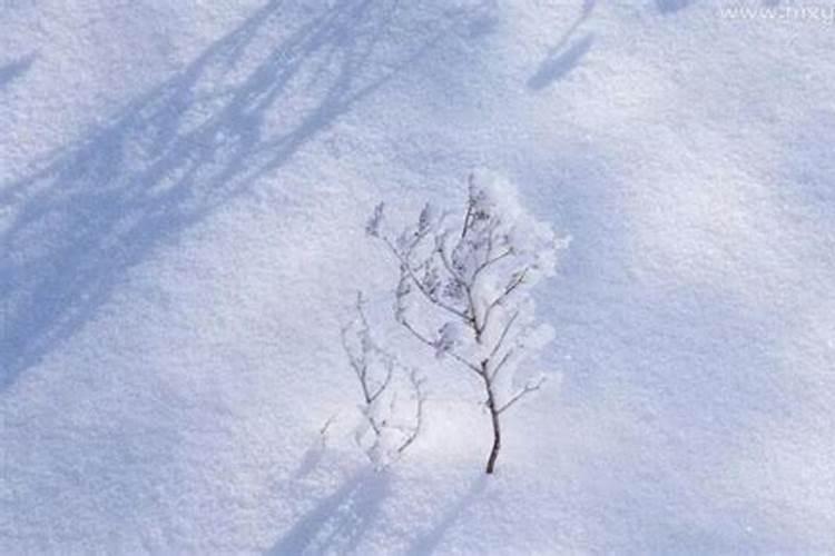 梦见雪地白茫茫一片什么预兆