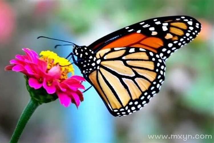 梦见很多漂亮的蝴蝶是什么意思周公解梦
