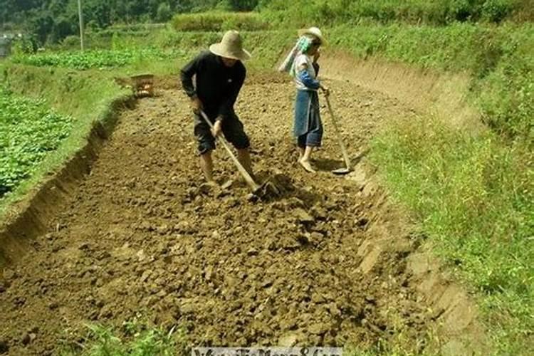 梦见回老家姐姐在挖土什么意思啊