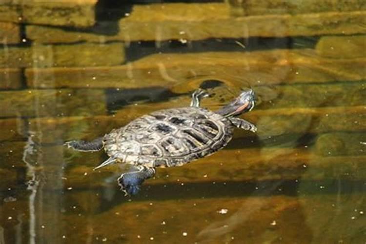 梦见大乌龟在清澈的水里游