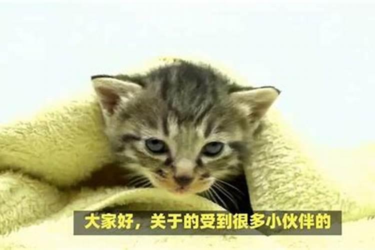 梦见猫咪亲近自己是胎梦吗？