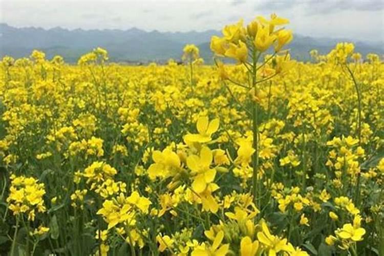 清明节看油菜花去哪儿