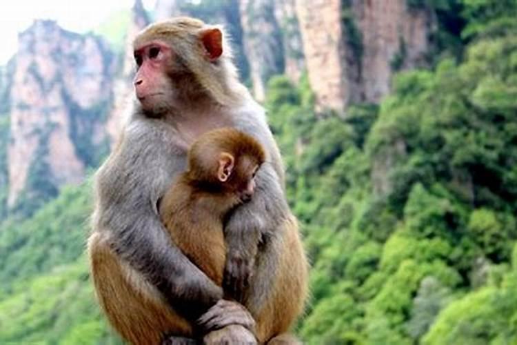 属猴的和属什么的婚姻最好