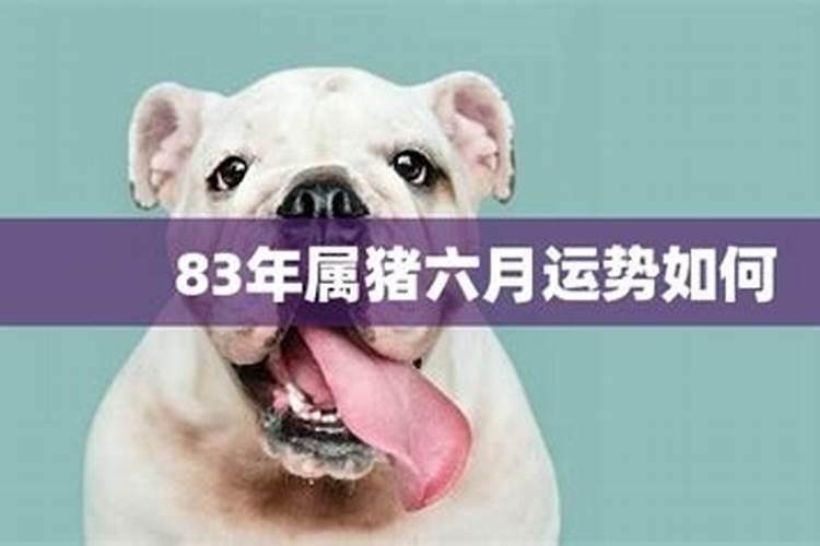 属猪6月份运势2020年