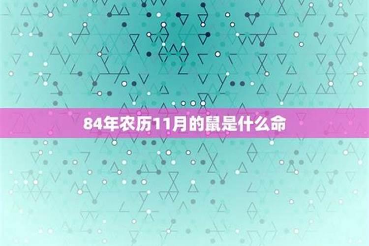 属鼠农历十一月十三日出生命运如何