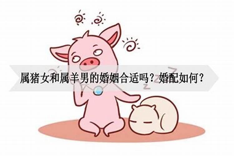 猪女和鸡男合不合适婚姻